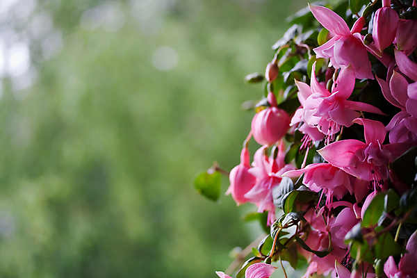 포토 JPG 해외이미지 식물 디자인 꽃잎 꽃 줄기 분홍색 백그라운드 잎 꽃무늬 자연 미술 사람없음 야외 빨간색 여름 컬러풀 머리 보라색 봄 활발 벚꽃 흰색 신선 개화 닫기 자주색 제비꽃 꽃가루 잡종 내추럴 꽃수술 엘리먼트 해외202004 해외포토 계절 컬러 컨셉 무늬 모션 문화예술 신체부위 가루 생태계 파일형식 이미지허브