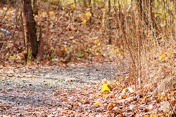 포토 JPG 해외이미지 나무 식물 계절 공원 길 백그라운드 단풍 잎 패턴 오렌지 자연 풍경 사람없음 야외 목재 가로 빨간색 초록색 빛 컬러풀 햇빛 태양 갈색 노란색 환경 침묵 활발 할로윈 가을 나뭇가지 시골 황금 숲 오솔길 11월 땅 장면 10월 내추럴 땅바닥 해외202004 해외포토 자연요소 공공시설 컬러 컨셉 무늬 과일 재료 바닥 소리 날짜 생태계 파일형식 이미지허브