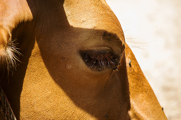 포토 JPG 해외이미지 동물 농업 포유류 태국 자연 육류 사람없음 농장 갈색 소고기 우유 소 닫기 땅바닥 해외202004 해외포토 산업 아시아 컬러 식재료 모션 유제품 바닥 생태계 파일형식 이미지허브