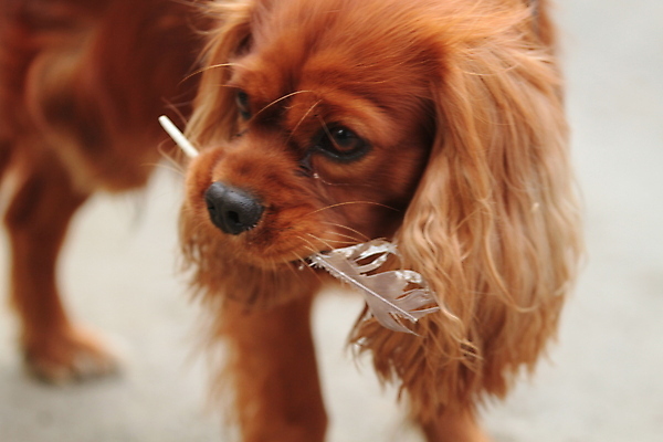 포토 JPG 해외이미지 노르웨이 사람없음 갈색 개 해외202004 해외포토 유럽 컬러 포유류 파일형식 이미지허브