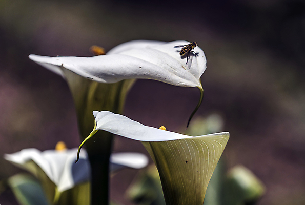 포토 JPG 해외이미지 식물 실루엣 꽃다발 잎 꽃무늬 자연 날씨 휴식 그림자 선물 사랑 사람없음 햇빛 노란색 새싹 정원 화목 힘 봄 활발 에너지 성장 흰색 시골 인사 달콤 향수 향기 냄새 꽃가루 부드러움 고립 돌봄 해외202004 해외포토 계절 꽃 감정 컬러 컨셉 무늬 모션 촬영기법 태양 화장품 예절 감각 맛 가루 생태계 파일형식 이미지허브