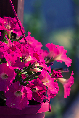 포토 JPG 해외이미지 식물 디자인 꽃잎 꽃 화분 벽 분홍색 꽃다발 백그라운드 잎 꽃무늬 건축양식 자연 휴식 주택 서기 사람없음 야외 내부 건물 장식 초록색 여름 컬러풀 평화 정원 꽃병 카페 벚꽃 흰색 개화 선택 냄비 다발 제비꽃 원예 내추럴 고립 해외202004 해외포토 건축물 계절 건축 컬러 컨셉 무늬 모션 취미 상점 솥 생태계 파일형식 이미지허브