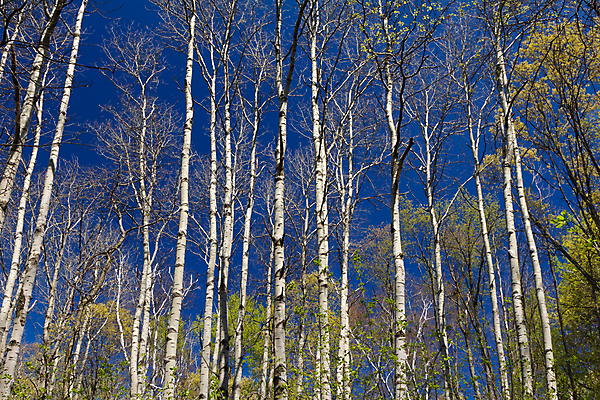 포토 JPG 해외이미지 나무 식물 자연 하늘 풍경 사람없음 초록색 햇빛 봄 습지 숲 속도 자작나무 해외202004 해외포토 계절 컬러 태양 생태계 파일형식 이미지허브