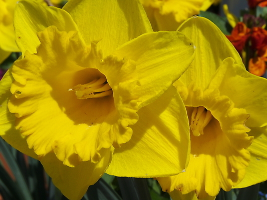 포토 JPG 해외이미지 식물 계절 꽃잎 꽃 백그라운드 꽃무늬 자연 부활절 사람없음 초록색 노란색 봄 성장 벚꽃 신선 수선화 해외202004 해외포토 기념일 컬러 무늬 생태계 파일형식 이미지허브