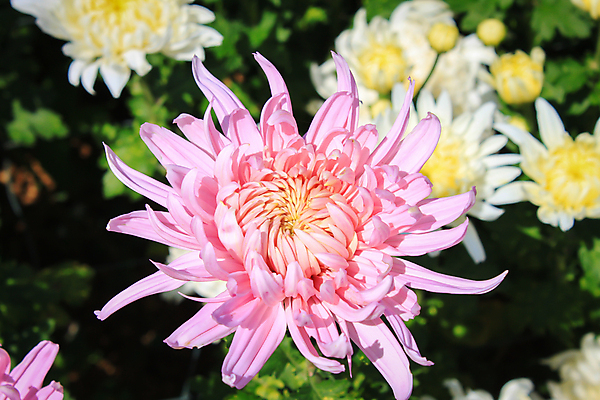 포토 JPG 해외이미지 식물 계절 꽃잎 꽃 분홍색 꽃다발 백그라운드 꽃무늬 패턴 자연 벽지 하늘 국화 사람없음 야외 장식 가로 빨간색 머리 정원 활발 벚꽃 가을 신선 우아함 다발 묘사 원예 많음 해외202004 해외포토 컬러 컨셉 무늬 취미 신체부위 생태계 파일형식 이미지허브