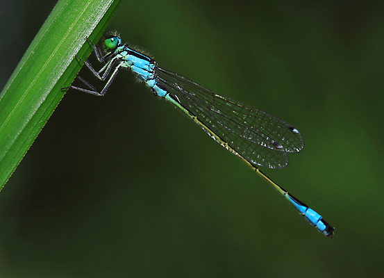 포토 JPG 해외이미지 동물 1 곤충 백그라운드 잎 날개 자연 갈대 사람없음 초록색 컬러풀 벌레 잠자리 습지 생물학 동물상 해외202004 해외포토 식물 교육 컬러 조형물 생태계 파일형식 이미지허브