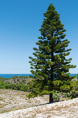 포토 JPG 해외이미지 나무 식물 바다 섬 여행 자연 하늘 휴가 풍경 사람없음 야외 여름 관광지 환경 맑음 시골 호주 생태계 해외202004 해외포토 계절 날씨 오세아니아 파일형식 이미지허브