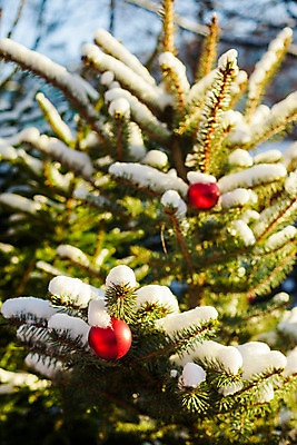 포토 JPG 해외이미지 나무 식물 전통 계절 행복 조각 크리스마스 겨울 공 유리 하늘 휴가 새로움 사람없음 야외 장식 빨간색 초록색 파란색 빛 태양 맑음 축제 흰색 나뭇가지 축하 소나무 원형 화려 12월 연도 심볼 전나무 여의주 가문비나무 해외202004 해외포토 자연요소 도형 기념일 감정 컬러 컨셉 재질 날씨 날짜 파일형식 이미지허브