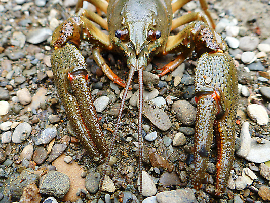 포토 JPG 해외이미지 동물 유럽 호수 야생동물 음식 백그라운드 재료 낚시 조개 안테나 어류 사람없음 초록색 검은색 침묵 활발 젖음 껍질 흰색 고급 큼 가재 자르기 해산물 준비 유기농 생물학 꼬리 날것 날카로움 갑옷 고립 깊이 동물상 민물 식품점 집게발 해외202004 해외포토 웰빙 교육 나라 컬러 컨셉 통신 모션 레저 어패류 갑각류 조형물 상점 수중동물 소리 보호장비 크기 파일형식 이미지허브