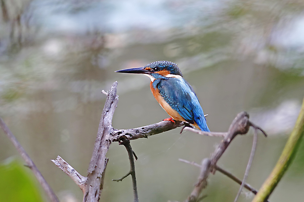 포토 JPG 해외이미지 나무 동물 여자 남자 아시아 얼굴 야생동물 백그라운드 날개 자연 조류 사람없음 야외 목재 가로 초록색 컬러풀 머리 환경 나뭇가지 막대기 닫기 숲 깃털 꼬리 부리 서식지 물총새 생태학 이국적 해외202004 해외포토 식물 교육 나라 컬러 재료 모션 사람 신체부위 생태계 파일형식 이미지허브