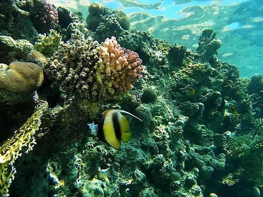 포토 JPG 해외이미지 식물 동물 야생동물 잎 자연 표면 어류 사람없음 초록색 물 여름 반사 사진촬영 수중 투명 스노클링 산호 잠수부 잠수함 다이빙 암초 동물상 해외202004 해외포토 자연요소 계절 컬러 조형물 촬영 수영 수중동물 수상스포츠 자포동물 전문직 생태계 수중스포츠 파일형식 이미지허브