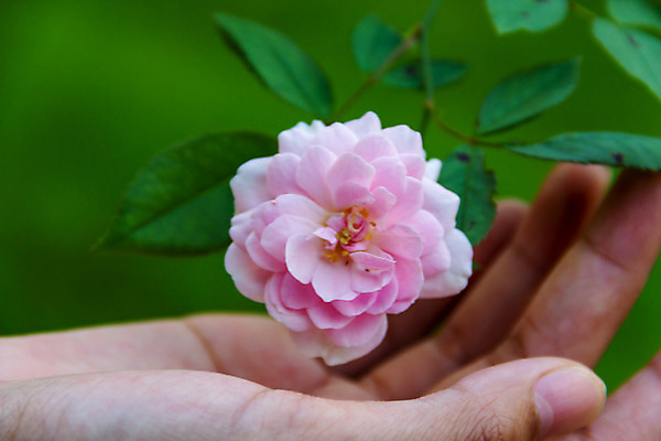 포토 JPG 해외이미지 식물 꽃 꽃다발 백그라운드 꽃무늬 밭 자연 발렌타인데이 사랑 사람없음 장식 빨간색 초록색 여름 장미 정원 봄 벚꽃 신선 소프트포커스 원예 보케 내추럴 블러 해외202004 해외포토 계절 감정 컬러 무늬 농업 데이이벤트 촬영기법 취미 생태계 파일형식 이미지허브
