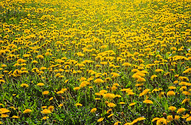포토 JPG 해외이미지 나무 식물 계절 공원 여행 백그라운드 밭 자연 하늘 파노라마 풍경 사람없음 야외 초록색 여름 파란색 태양 노란색 환경 봄 시골 숲 땅 장면 내추럴 넘어짐 수평선 해외202004 해외포토 자연요소 공공시설 컬러 농업 모션 촬영기법 생태계 파일형식 이미지허브