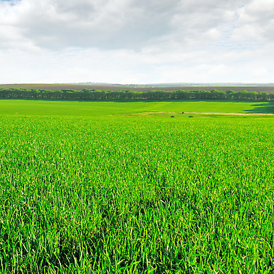 포토 JPG 해외이미지 식물 구름 계절 백그라운드 밭 농업 자연 하늘 날씨 풍경 잔디 사람없음 야외 초록색 여름 파란색 농작물 햇빛 태양 봄 가을 흰색 시골 땅 밀 장면 천국 밭일 평야 수평선 해외202004 해외포토 자연요소 산업 컬러 곡류 생태계 파일형식 이미지허브