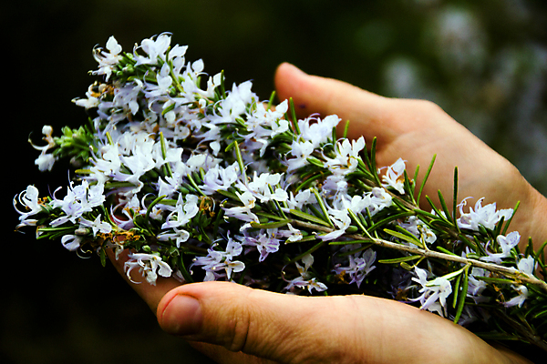 포토 JPG 해외이미지 식물 손 계절 꽃 음식 백그라운드 잎 꽃무늬 자연 건강 사람없음 가로 초록색 약 주방 정원 성장 벚꽃 시골 신선 잡기 개화 맛 약초 지중해 먹기 허브 향신료 원예 아로마 향 로즈메리 내추럴 심기 채식주의자 해외202004 해외포토 바다 컬러 컨셉 무늬 의학 모션 취미 신체부위 풀_식물 생태계 채식 향미료 파일형식 이미지허브