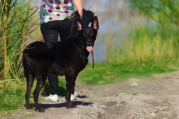 포토 JPG 해외이미지 동물 라이프스타일 커플 공원 여자 행복 모래 섬 포옹 자연 놀이 휴가 함께함 사랑 미소 사람 성인 사람없음 야외 초록색 여름 반려동물 검은색 우정 기쁨 닫기 개 휴양지 잭 해외202004 해외포토 계절 공공시설 감정 컬러 컨셉 포유류 관계 안기 모션 표정 생활 친구 장소 생태계 파일형식 이미지허브