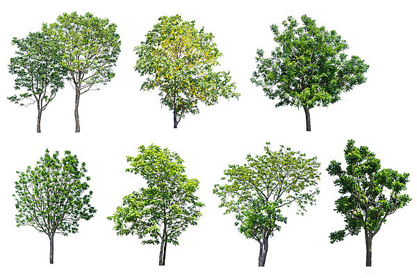 포토 JPG 해외이미지 나무 식물 1 계절 줄기 백그라운드 잎 자연 사람없음 야외 초록색 여름 환경 정원 봄 성장 덮개 나뭇가지 고독 숲 큼 싱글 내추럴 고립 생태학 엘리먼트 옛날 해외202004 해외포토 교육 감정 컬러 뚜껑 크기 생태계 파일형식 이미지허브