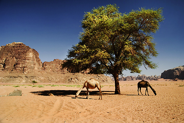 포토 JPG 해외이미지 나무 동물 전통 아시아 문화 야생동물 모래 조각 여행 포유류 교통시설 아프리카 자연 하늘 산 건조 이집트 풍경 사람없음 여름 갈색 머리 사막 바위 재산 중앙 승차 모래언덕 사파리 낙타 동쪽 혹 안장 사하라 단봉낙타 아랍어 옛날 요르단 해외202004 해외포토 식물 계절 나라 컬러 교통 중동 모션 신체부위 금융 돌_바위 방향 언덕 시설 생태계 파일형식 이미지허브