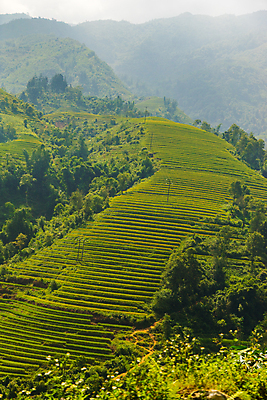 포토 JPG 해외이미지 식물 아시아 지구 선 여행 밭 농업 태국 자연 밥 산 동양인 풍경 사람없음 야외 초록색 농장 환경 계곡 중국 시골 거친 땅 언덕 베트남 발리 캄보디아 말레이시아 미얀마 인도차이나반도 해외202004 해외포토 나라 산업 음식 컬러 섬 인종 동남아시아 생태계 인도네시아 파일형식 이미지허브