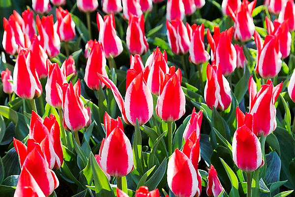 포토 JPG 해외이미지 식물 계절 꽃 잎 밭 전구 사람없음 빨간색 초록색 여름 컬러풀 햇빛 정원 맑음 봄 놀이방 튤립 성장 벚꽃 흰색 개화 그룹 원예 똑같은 많음 해외202004 해외포토 컬러 컨셉 농업 날씨 취미 태양 파일형식 이미지허브