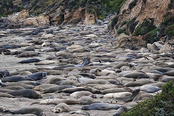 포토 JPG 해외이미지 구름 야생동물 모래 바다 포유류 자연 하늘 날씨 풍경 사람없음 여름 수영 미국 서핑 사자 큼 캘리포니아 암초 느림 기후변화 해외202004 해외포토 자연요소 동물 계절 북아메리카 수상스포츠 변화 크기 생태계 파일형식 이미지허브