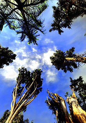 포토 JPG 해외이미지 나무 식물 응시 계절 공원 백그라운드 잎 패턴 자연 추상 풍경 사람없음 야외 목재 빨간색 초록색 여름 빛 컬러풀 노란색 환경 봄 덮개 가을 나뭇가지 황금 정상 숲 큼 내추럴 해외202004 해외포토 시선 공공시설 컬러 무늬 재료 뚜껑 크기 생태계 파일형식 이미지허브