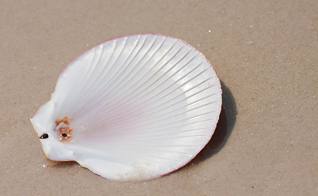 포토 JPG 해외이미지 디자인 별 모래 파도 바다 백그라운드 컨셉 패턴 곡선 자연 휴가 조개 미술 사람없음 야외 여름 컬러풀 환경 껍질 선택 수집 배열 묘사 질감 에콰도르 모음 내추럴 고립 생태학 이국적 파라다이스 많음 해외202004 해외포토 자연요소 계절 교육 선 컬러 무늬 문화예술 어패류 남아메리카 생태계 파일형식 이미지허브
