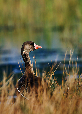 포토 JPG 해외이미지 동물 호수 야생동물 이동 자연 조류 아침 사람없음 야외 옆모습 세로 초록색 물 빛 강 태양 갈색 머리 봄 회색 흰색 관찰 연못 깃털 속도 부리 조심 목 북쪽 거위 물새 철새 남쪽 주목 해외202004 해외포토 주간 자연요소 계절 뷰포인트 컬러 컨셉 모션 신체부위 방향 생태계 파일형식 이미지허브