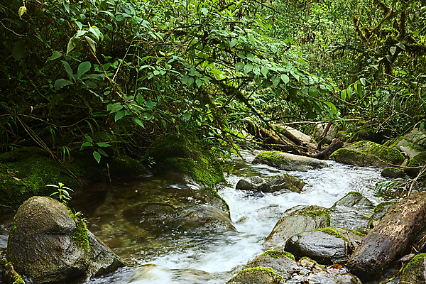 포토 JPG 해외이미지 식물 구름 잎 자연 이끼 사람없음 가로 초록색 물 강 흐름 개울 숲 에콰도르 내추럴 베르데 해외202004 해외포토 자연요소 컬러 컨셉 남아메리카 생태계 파일형식 이미지허브