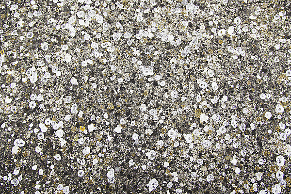 포토 JPG 해외이미지 식물 디자인 벽 백그라운드 패턴 건축양식 자연 벽지 표면 날씨 추상 벽돌 이끼 미술 사람없음 건물 빨간색 초록색 갈색 노란색 페인트 회색 수확 흰색 거친 균열 부식 질감 복고 시멘트 내추럴 곰팡이 그런지 썩음 옛날 화강암 해외202004 해외포토 건축물 건축 컬러 무늬 농업 모션 문화예술 암석 생태계 파일형식 이미지허브