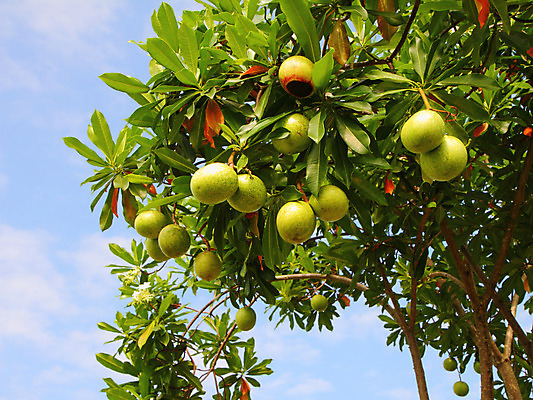 포토 JPG 해외이미지 나무 식물 꽃 아시아 선 줄기 하늘 주택 건조 씨앗 사람없음 장식 파란색 봄 활발 흰색 순수 질감 날것 뿌리 내추럴 해외202004 해외포토 계절 나라 컬러 컨셉 건물 파일형식 이미지허브