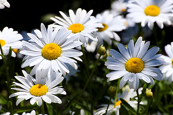포토 JPG 해외이미지 식물 1 계절 꽃잎 꽃 백그라운드 꽃무늬 패턴 자연 국화 사람없음 빨간색 여름 노란색 머리 정원 봄 성장 벚꽃 흰색 신선 개화 닫기 묘사 오브젝트 질감 데이지 거베라 내추럴 고립 해외202004 해외포토 컬러 무늬 모션 신체부위 생태계 파일형식 이미지허브