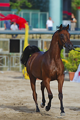 포토 JPG 해외이미지 동물 1 남자 감정 밭 포유류 모션 자연 사람없음 야외 가로 빨간색 초록색 빛 달리기 농장 갈색 머리 검은색 어둠 힘 일몰 회색 자유 흰색 만 승마 황금 속도 호기심 갈기 고립 무료 해외202004 해외포토 스포츠 컬러 컨셉 농업 사람 신체부위 노을 생태계 파일형식 이미지허브