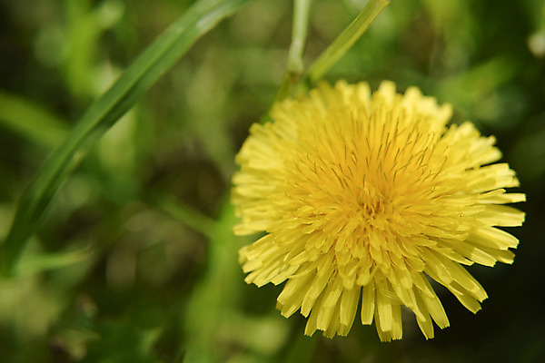 포토 JPG 해외이미지 식물 계절 꽃 꽃다발 곤충 잎 꽃무늬 농업 자연 휴식 새로움 사람없음 장식 초록색 여름 빛 노란색 환경 침묵 봄 벚꽃 시골 신선 신용카드 개화 소프트포커스 수분 민들레 다발 꽃집 허브 상쾌 유기농 원예 향기 아로마테라피 내추럴 특별함 해외202004 해외포토 동물 웰빙 감정 산업 컬러 컨셉 무늬 촬영기법 취미 금융 상점 소리 생태계 냄새 테라피 파일형식 이미지허브