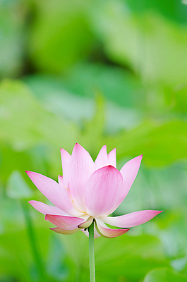 포토 JPG 해외이미지 주간 식물 꽃잎 꽃 선 분홍색 백그라운드 잎 꽃무늬 밭 자연 사람없음 야외 세로 초록색 농장 평화 우주 정원 화목 고요 벚꽃 시골 신선 개화 우아함 순수 내추럴 카피스페이스 해외202004 해외포토 자연요소 컬러 컨셉 무늬 농업 공백 생태계 파일형식 이미지허브