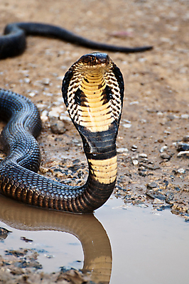 포토 JPG 해외이미지 동물 야생동물 해부 파충류 자연 종류 사람없음 야외 햇빛 환경 사진촬영 자유 흰색 뱀 눈금 암초 서식지 해외202004 해외포토 컬러 컨셉 의학 태양 촬영 생태계 파일형식 이미지허브