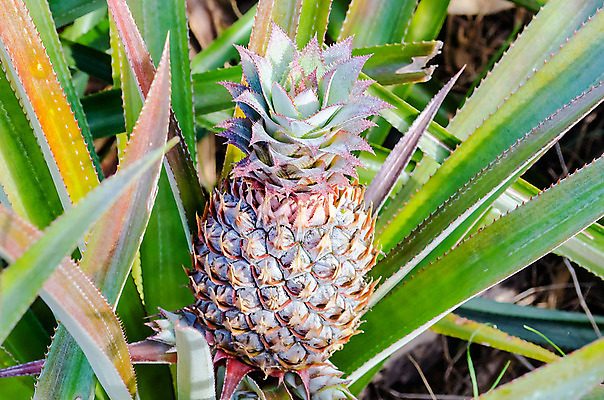포토 JPG 해외이미지 식물 음식 백그라운드 잎 밭 농업 채소 과일 태국 자연 하늘 건강 사람없음 초록색 여름 파란색 농작물 농장 노란색 정원 주스 수확 성장 시골 신선 소나무 닫기 달콤 작음 파인애플 유기농 내추럴 밭일 이국적 세련 해외202004 해외포토 나무 웰빙 계절 산업 아시아 음료 컬러 모션 맛 크기 열대과일 생태계 파일형식 이미지허브