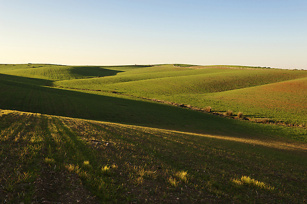 포토 JPG 해외이미지 유럽 밭 농업 하늘 그림자 풍경 사람없음 가로 초록색 농작물 농장 농경지 침묵 봄 활발 수확 시골 저녁 땅 시리얼 밀 포르투갈 언덕 조경 장면 지역 강렬 땅바닥 수평선 세련 해외202004 해외포토 계절 나라 산업 음식 컬러 컨셉 곡류 바닥 소리 야간 파일형식 이미지허브