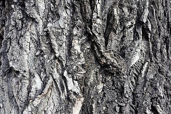 포토 JPG 해외이미지 나무 식물 디자인 선 패턴 자연 표면 날씨 건조 사람없음 목재 갈색 우주 줄무늬 회색 거친 주름 균열 보호 피부 묘사 유기농 질감 먼지 나무껍질 내추럴 미루나무 옛날 울퉁불퉁 접기 노화 해외202004 해외포토 웰빙 컬러 컨셉 무늬 재료 모션 신체부위 껍질 생태계 파일형식 이미지허브