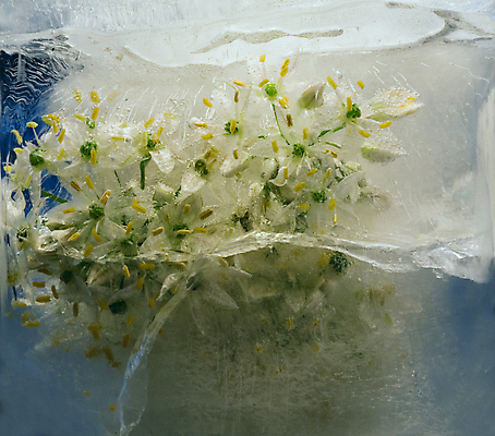 포토 JPG 해외이미지 식물 계절 꽃잎 꽃 꽃다발 백그라운드 컨셉 잎 꽃무늬 자연 추상 사람없음 물 파란색 반사 냉동 얼음 거품 추위 벚꽃 흰색 신선 신용카드 투명 다발 순수 상쾌 서리 꽃수술 카피스페이스 해외202004 해외포토 자연요소 감정 컬러 무늬 금융 공백 생태계 파일형식 이미지허브