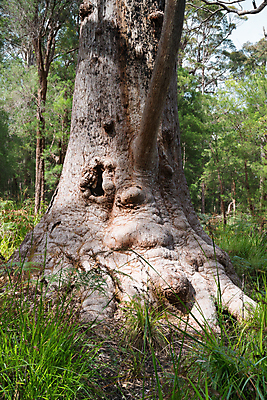 포토 JPG 해외이미지 나무 식물 여행 자연 휴가 국립공원 풍경 사람없음 야외 관광지 환경 시골 황무지 호주 숲 생태계 서식지 내추럴 유칼립투스 해외202004 해외포토 공원 오세아니아 파일형식 이미지허브