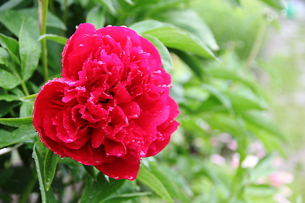 포토 JPG 해외이미지 식물 1 꽃잎 꽃 백그라운드 잎 꽃무늬 자연 사람없음 야외 빨간색 초록색 물 여름 컬러풀 정원 어둠 봄 성장 벚꽃 신선 떨어짐 농부 이슬 큼 원예 향기 심기 작약 생존 해외202004 해외포토 자연요소 직업 계절 컬러 컨셉 무늬 모션 취미 크기 생태계 냄새 파일형식 이미지허브