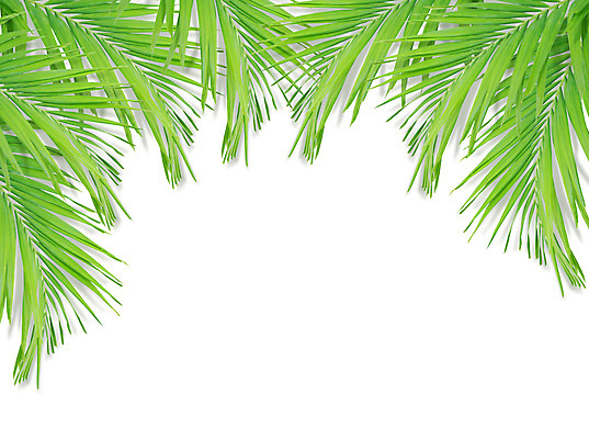 포토 JPG 해외이미지 나무 식물 줄기 백그라운드 잎 패턴 곡선 부분 자연 손바닥 사람없음 초록색 여름 성장 흰색 나뭇가지 숲 싱글 코코넛 내추럴 고립 해외202004 해외포토 손 계절 선 컬러 무늬 과일 생태계 파일형식 이미지허브