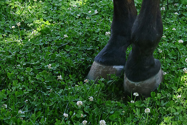 포토 JPG 해외이미지 동물 커플 여자 남자 밭 농업 포유류 아침 풍경 정장 잔디 사람없음 야외 초록색 여름 갈색 머리 달력 그룹 꼬리 귀 갈기 산악지대 기르기 단아함 생태학 찰과상 총구 수평선 해외202004 해외포토 주간 식물 옷 계절 교육 산업 컬러 관계 산 사람 신체부위 상처 돌봄 파일형식 이미지허브