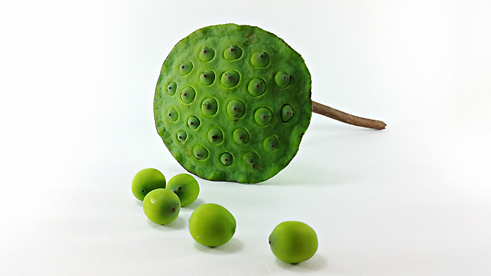 포토 JPG 해외이미지 꽃 아시아 음식 잎 과일 씨앗 동양인 사람없음 초록색 물 강 약 견과류 흰색 신선 원형 그룹 허브 동쪽 꼬투리 떠남 여의주 해외202004 해외포토 자연요소 도형 식물 나라 컬러 의학 모션 인종 방향 파일형식 이미지허브