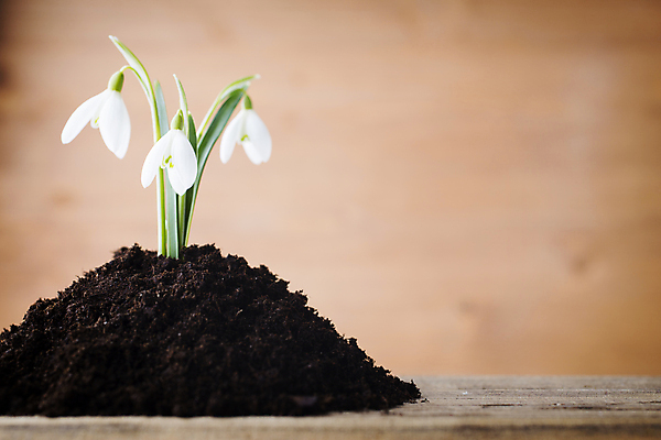 포토 JPG 해외이미지 식물 계절 꽃잎 꽃 줄기 백그라운드 자연 새로움 사람없음 침묵 봄 벚꽃 흰색 개화 작음 헌병 해외202004 해외포토 컬러 컨셉 소리 군인 크기 생태계 파일형식 이미지허브