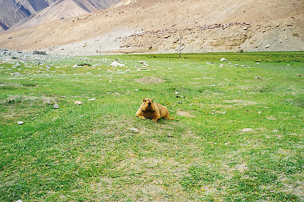 포토 JPG 해외이미지 동물 아시아 여행 산 풍경 사람없음 관광지 귀여움 다람쥐 내추럴 해외202004 해외포토 나라 컨셉 설치류 파일형식 이미지허브