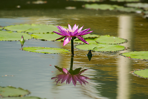 포토 JPG 해외이미지 식물 꽃잎 꽃 호수 분홍색 자연 연꽃 사람없음 야외 장식 가로 빨간색 초록색 물 파란색 컬러풀 약 반사 정원 벚꽃 흰색 물방울 연못 수면 약초 자주색 식물원 화단 해외202004 해외포토 자연요소 컬러 의학 풀_식물 생태계 파일형식 이미지허브