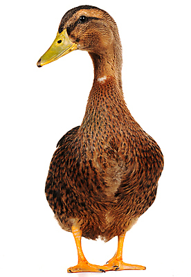 포토 JPG 해외이미지 동물 1 여자 남자 야생동물 자연 조류 오리 사람없음 반려동물 갈색 큼 흰배경 물새 고립 해외202004 해외포토 컬러 백그라운드 사람 흰색 크기 생태계 파일형식 이미지허브