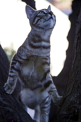 포토 JPG 해외이미지 동물 1 응시 얼굴 백그라운드 장난 포유류 모션 자연 놀이 수염 털 건강 서기 사람없음 야외 반려동물 귀여움 정원 고양이 줄무늬 산책 닫기 달콤 작음 사냥 보케 얼룩무늬 솜털 해외202004 해외포토 시선 컨셉 무늬 휴식 신체부위 맛 크기 생태계 파일형식 이미지허브